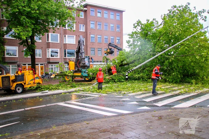 Enorme boom omgewaaid door storm