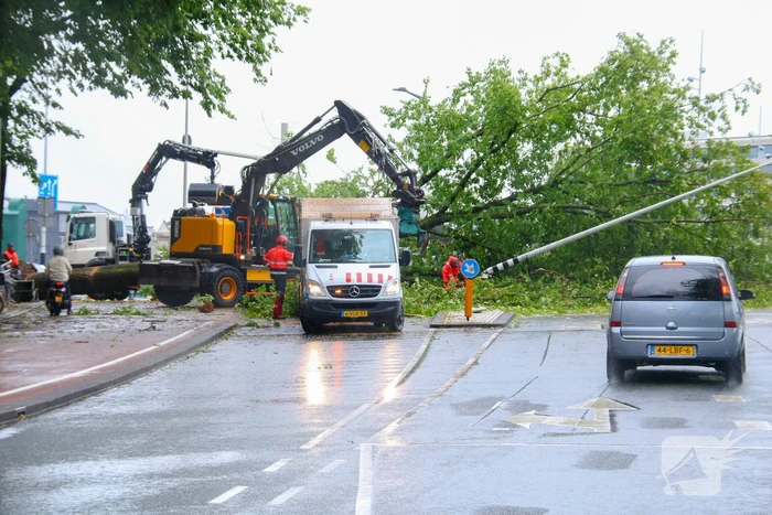 Enorme boom omgewaaid door storm