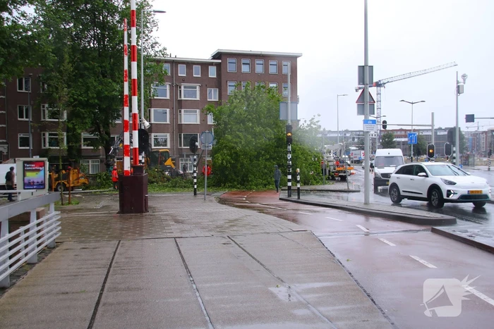 Enorme boom omgewaaid door storm