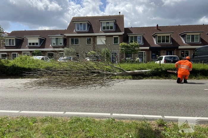 Boom omgewaaid op wegdek