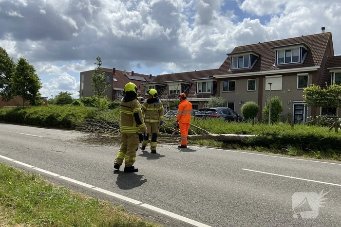 Boom omgewaaid op wegdek