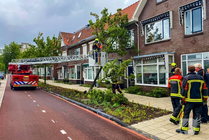 Boom valt om tegen woning door zomerstorm
