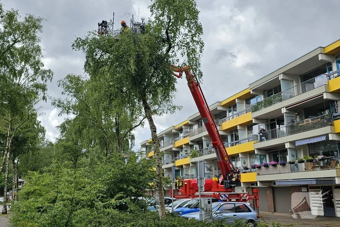 Loshangende tak door storm verwijderd