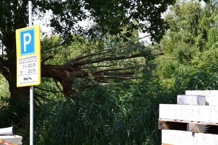 Geen treinverkeer door omgevallen boom op spoor