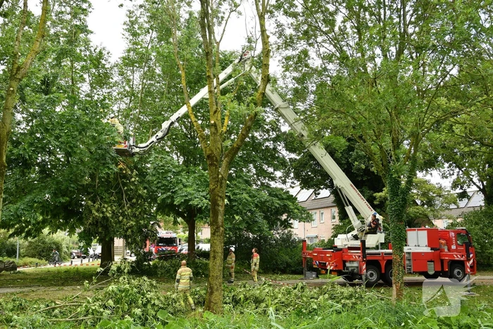 natuur ijmeerstraat lelystad