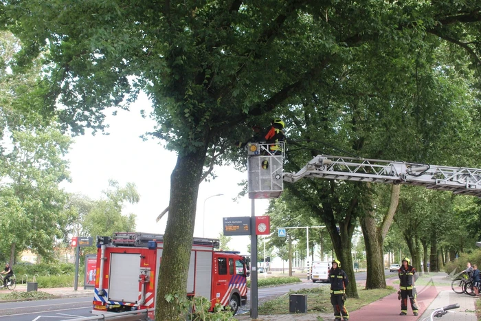 Afgebroken takken dreigen op bushalte te vallen
