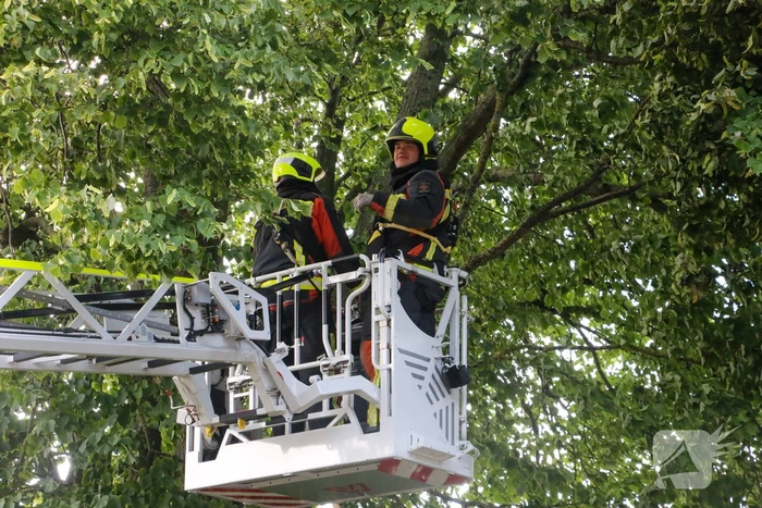 Brandweer haalt loshangende tak weg