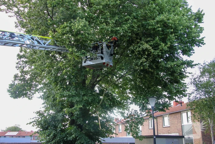 Brandweer haalt loshangende tak weg