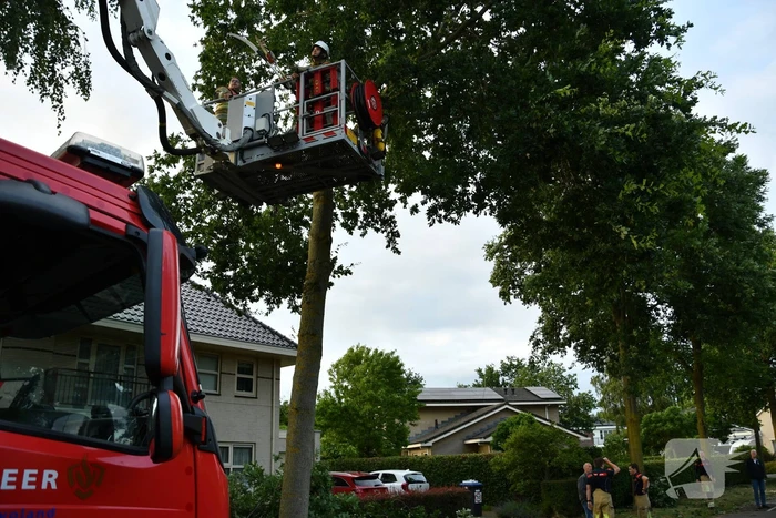 Brandweer verwijdert gevaarlijk hangende tak