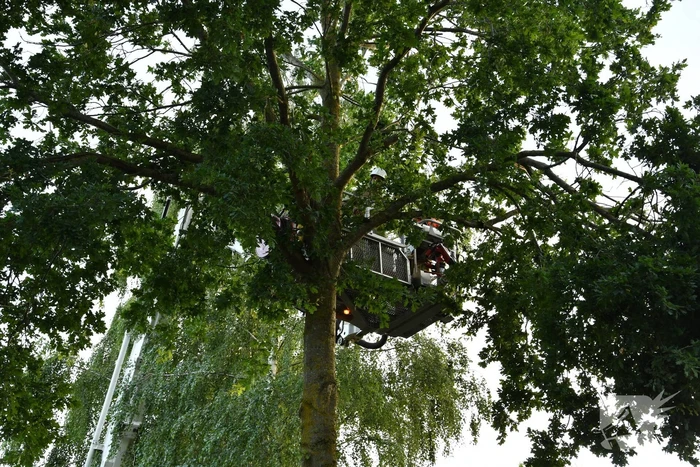 Brandweer verwijdert gevaarlijk hangende tak