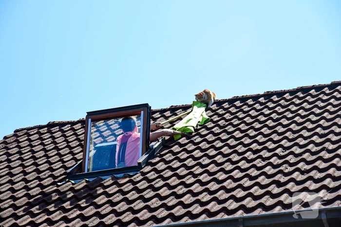 nieuws kruisvaarder rhoon