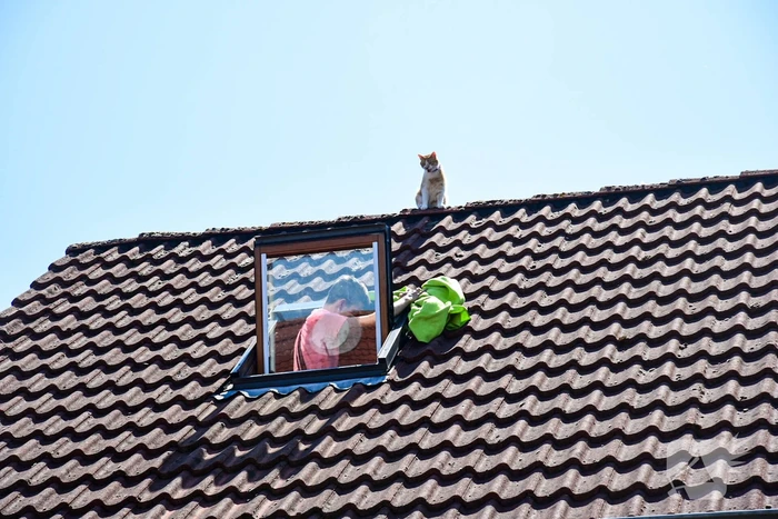 Brandweer probeert kat van dak te halen