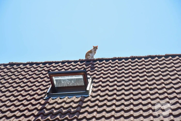 Brandweer probeert kat van dak te halen
