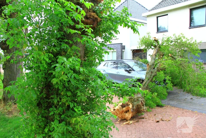 Boom valt bovenop geparkeerde auto