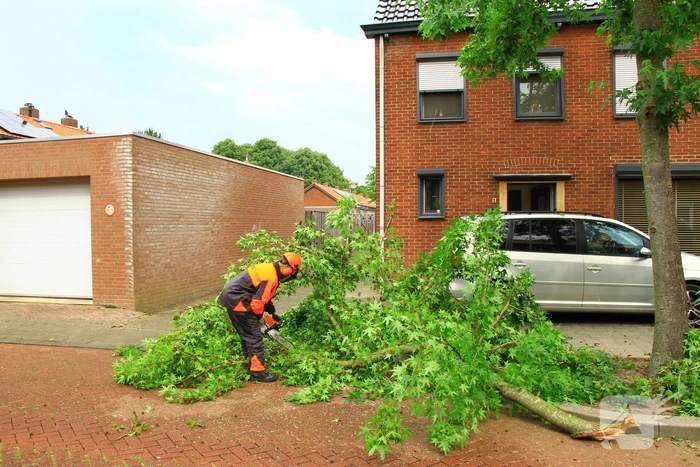 Grote tak breekt uit boom