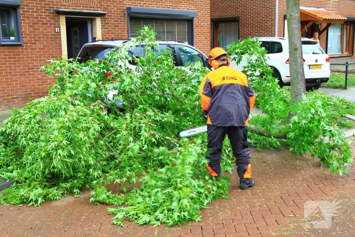 Grote tak breekt uit boom