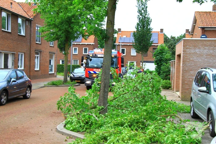 Grote tak breekt uit boom