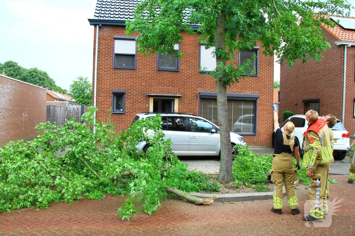 Grote tak breekt uit boom