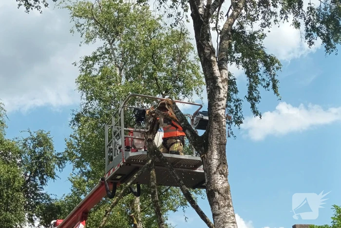 Brandweer verwijdert gescheurde tak
