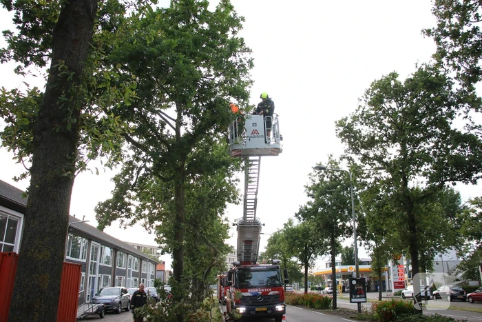 natuur van de mortelstraat noordwijk
