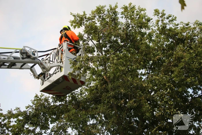 Brandweer verwijdert meerdere loshangende takken