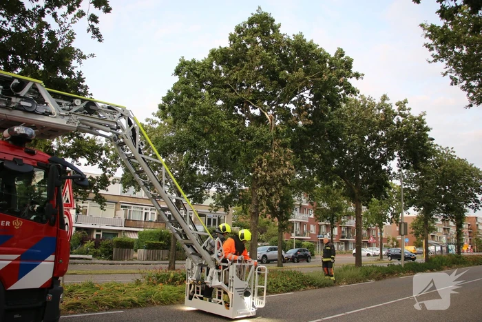 Brandweer verwijdert meerdere loshangende takken