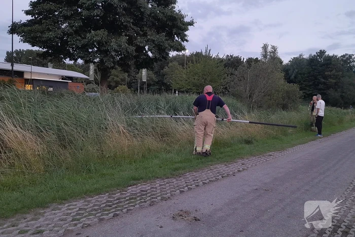 Brandweer probeert kuikens in problemen te redden