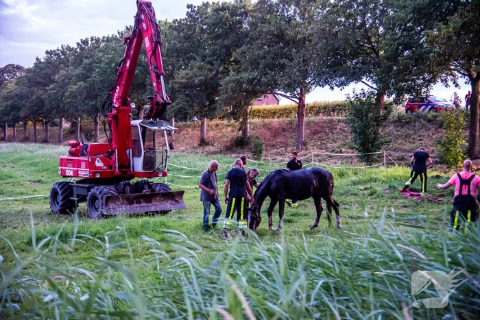 Brandweer uren bezig met paard in sloot