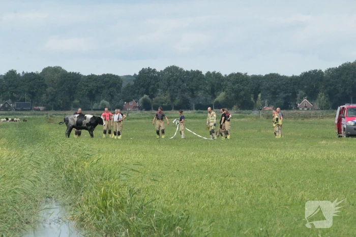 Brandweer ingezet voor koe in een sloot