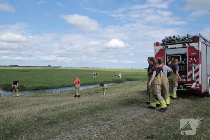 Brandweer ingezet voor koe in een sloot