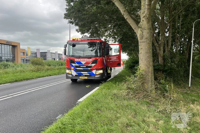 Grote tak dreigt op weg te vallen