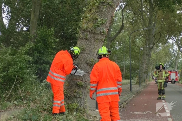 Boom weggezaagd na omvallen