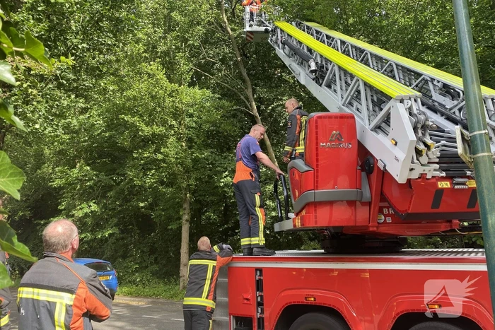 Boom dreigt op auto te vallen