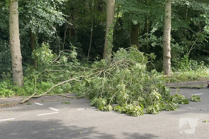 Boom dreigt op auto te vallen