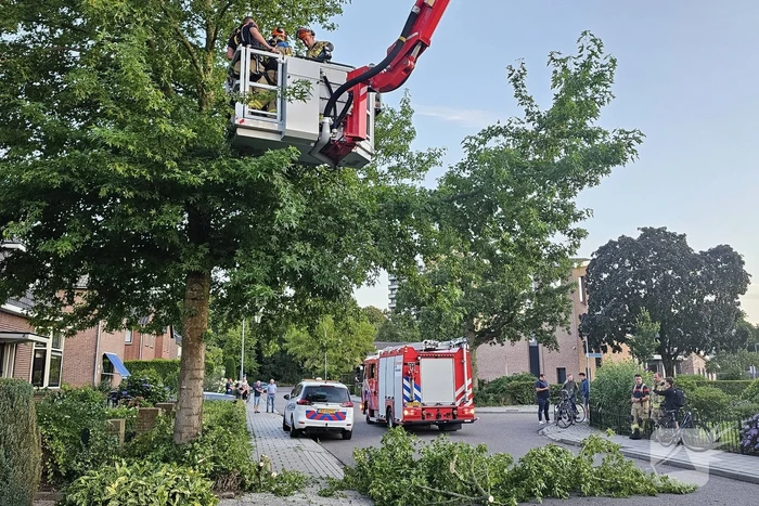 Gevaarlijk hangende tak dreigt te vallen