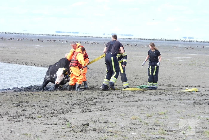 Koe uit slik bevrijdt