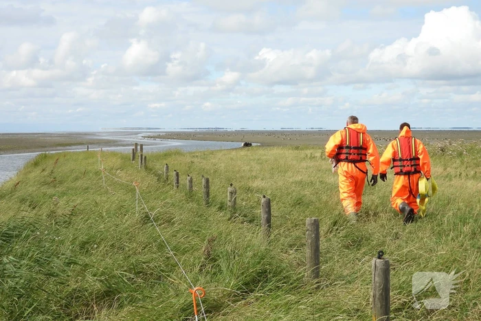 Koe uit slik bevrijdt