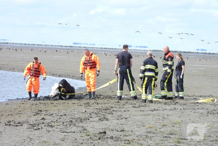 Koe uit slik bevrijdt