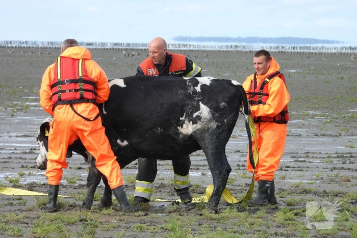 Koe uit slik bevrijdt