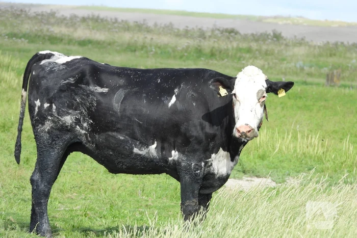 Koe uit slik bevrijdt