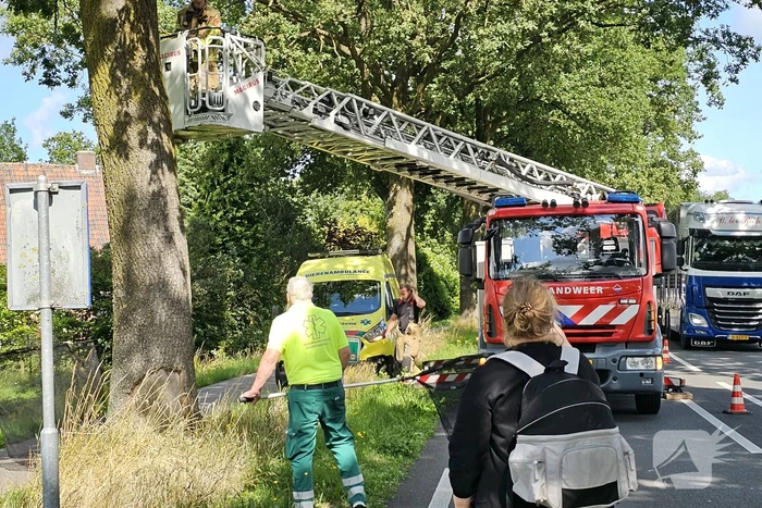 Kat springt uit boom tijdens reddingsactie van brandweer