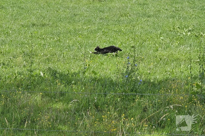 Kat springt uit boom tijdens reddingsactie van brandweer