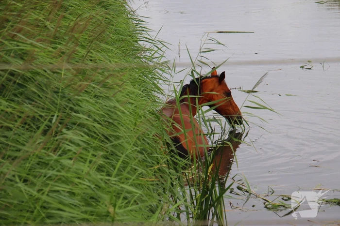 Brandweer takelt paard uit water