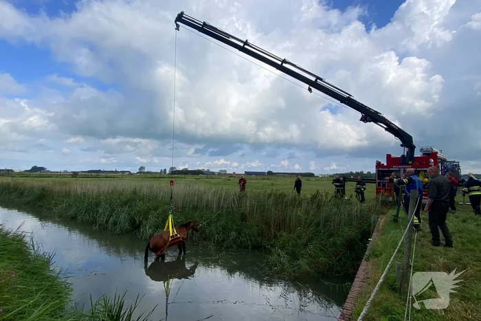 Brandweer takelt paard uit water