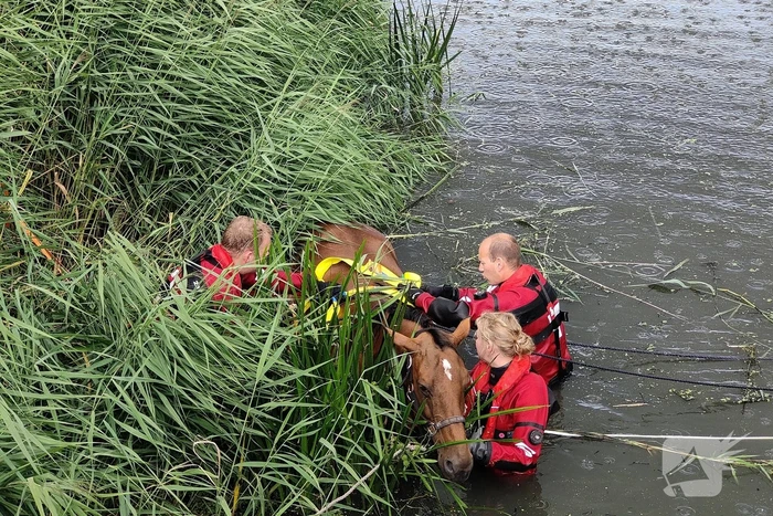 Brandweer takelt paard uit water