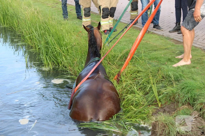 Brandweer redt paard uit sloot