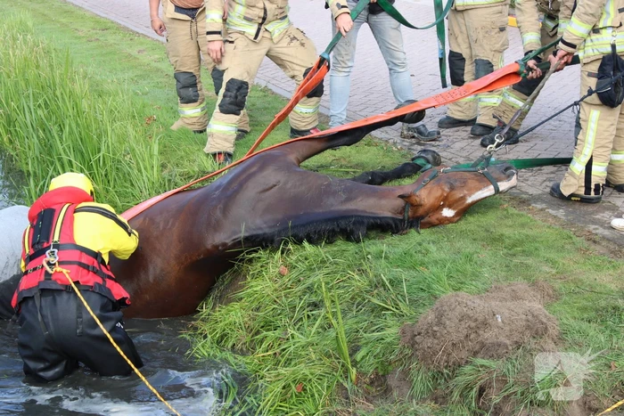 Brandweer redt paard uit sloot