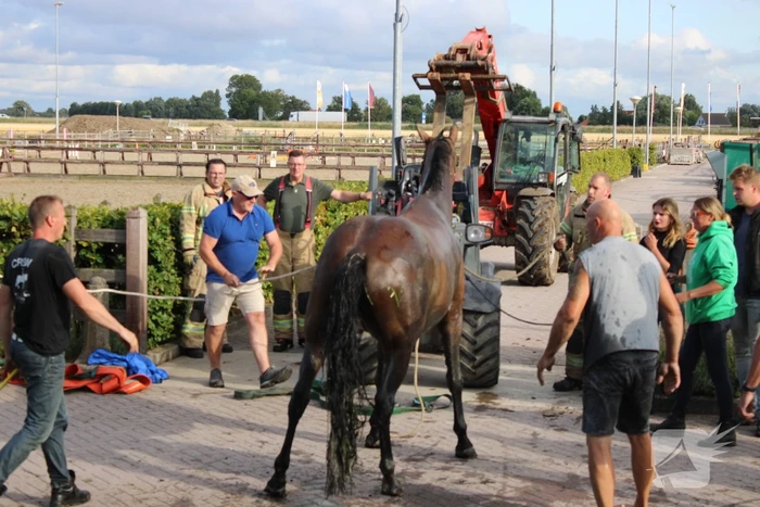 Brandweer redt paard uit sloot