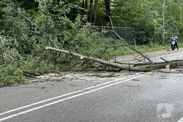 Omgevallen boom blokkeert de weg