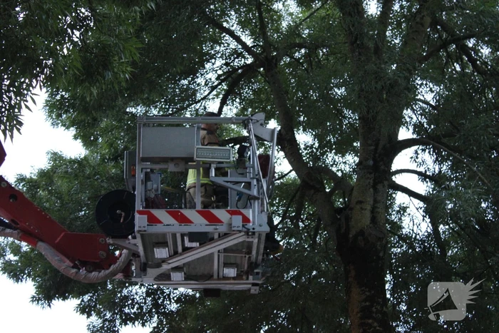 Brandweer redt kat uit boom